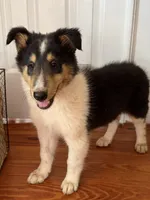 BONNIE, a female Collie for sale in Canton, GA – 1 of 3