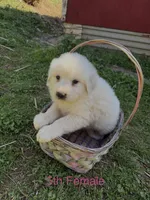 JASMINE, a female Great Pyrenees for sale in Canton, GA – Photo 2 of 4