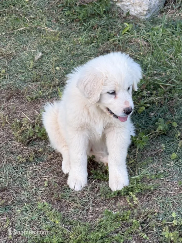 JASMINE – Great Pyrenees puppy for sale in Canton, GA