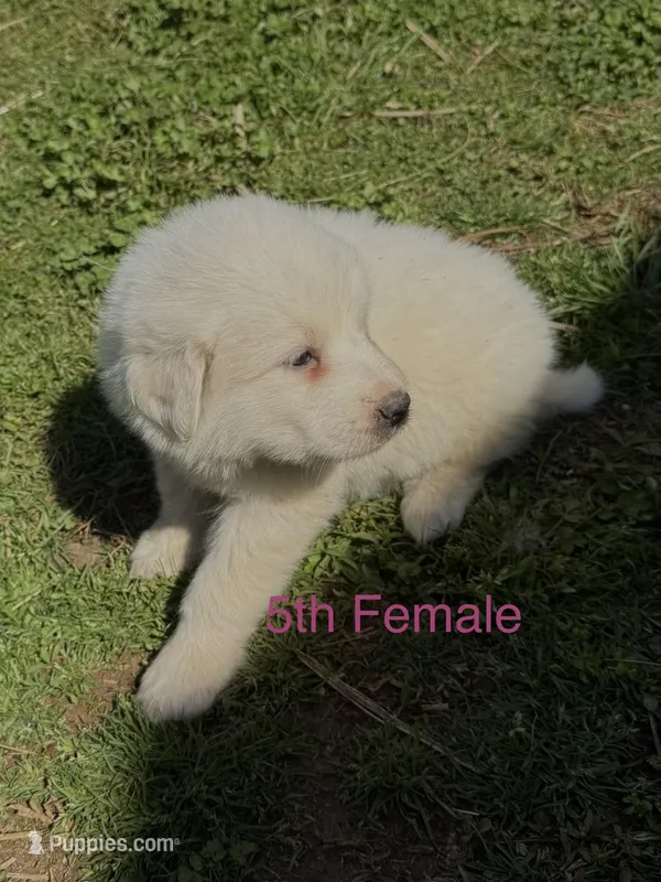 JASMINE – Great Pyrenees puppy for sale in Canton, GA