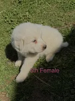 JASMINE, a female Great Pyrenees for sale in Canton, GA – Photo 1 of 4