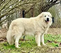 JACK, a male Great Pyrenees for sale in Canton, GA – Photo 3 of 4