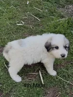 JACK, a male Great Pyrenees for sale in Canton, GA – Photo 2 of 4