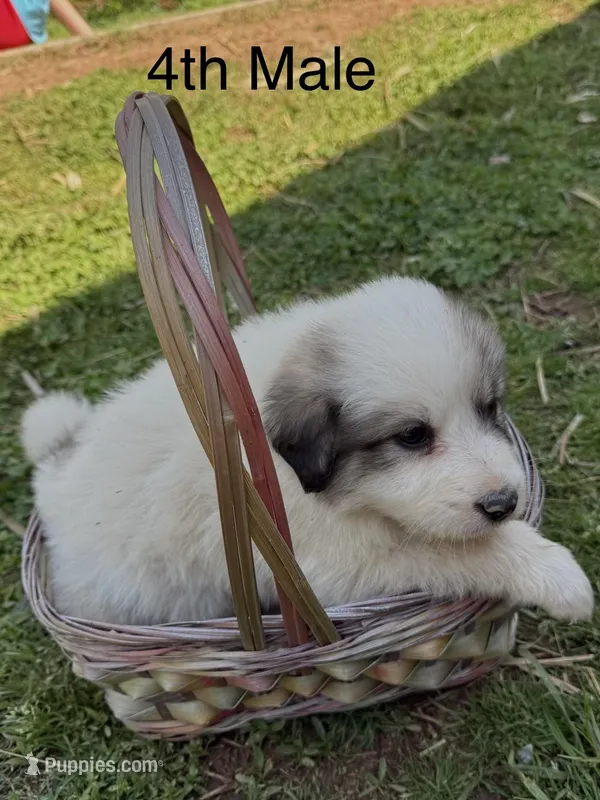 JACK – Great Pyrenees puppy for sale in Canton, GA
