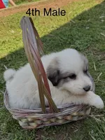 JACK, a male Great Pyrenees for sale in Canton, GA – Photo 1 of 4