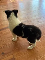 WOODY, a male Collie for sale in Canton, GA – 2 of 3