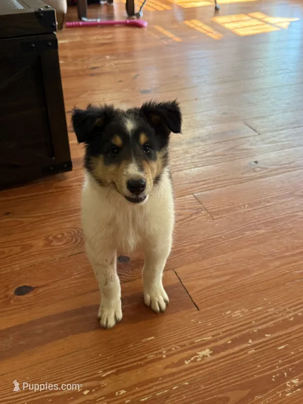 WOODY – Collie puppy for sale in Canton, GA