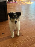 WOODY, a male Collie for sale in Canton, GA – 1 of 3