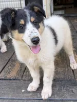 JESSE, a female Collie for sale in Canton, GA – 3 of 3