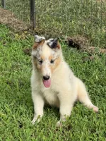 BUZZ, a male Collie for sale in Canton, GA – 3 of 3
