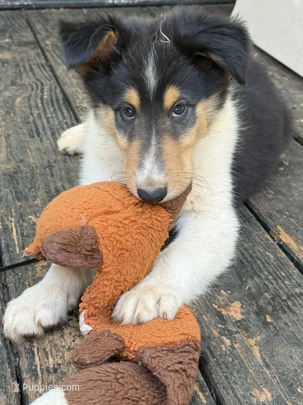 REX – Collie puppy for sale in Canton, GA
