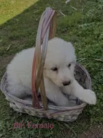 JESSIE, a female Great Pyrenees for sale in Canton, GA – Photo 2 of 4