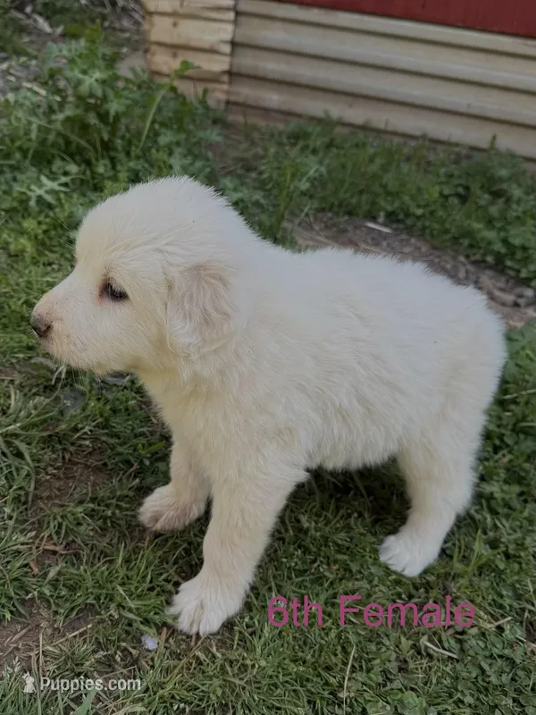 JESSIE – Great Pyrenees puppy for sale in Canton, GA