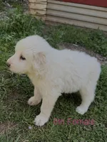 JESSIE, a female Great Pyrenees for sale in Canton, GA – Photo 1 of 4