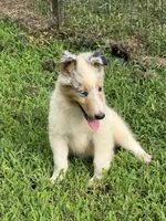 BUZZ, a male Collie for sale in Canton, GA – 2 of 3
