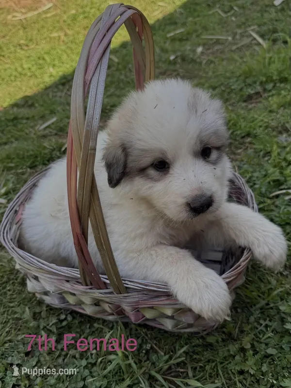 JANET – Great Pyrenees puppy for sale in Canton, GA