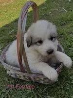 JANET, a female Great Pyrenees for sale in Canton, GA – Photo 1 of 4