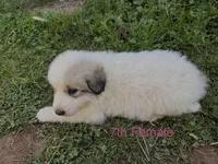 JANET, a female Great Pyrenees for sale in Canton, GA – Photo 2 of 4