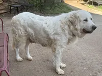 JANET, a female Great Pyrenees for sale in Canton, GA – Photo 4 of 4