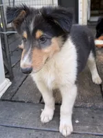 REX, a male Collie for sale in Canton, GA – 2 of 2