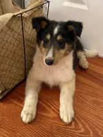 BONNIE, a female Collie for sale in Canton, GA – 2 of 3