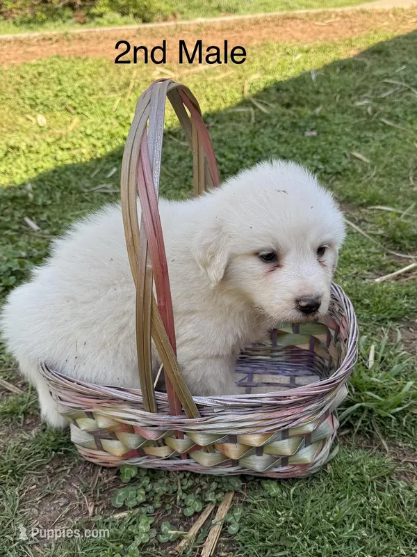 FROSTY – Great Pyrenees puppy for sale in Canton, GA