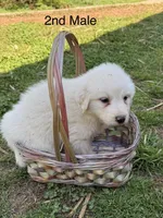 FROSTY, a male Great Pyrenees for sale in Canton, GA – Photo 1 of 4