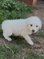 FROSTY, a male Great Pyrenees for sale in Canton, GA – Photo 2 of 4