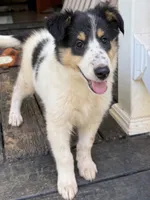 JESSE, a female Collie for sale in Canton, GA – 2 of 3