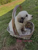 JULIE, a female Great Pyrenees for sale in Canton, GA – Photo 3 of 5
