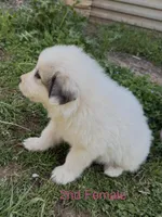 JULIE, a female Great Pyrenees for sale in Canton, GA – Photo 2 of 5