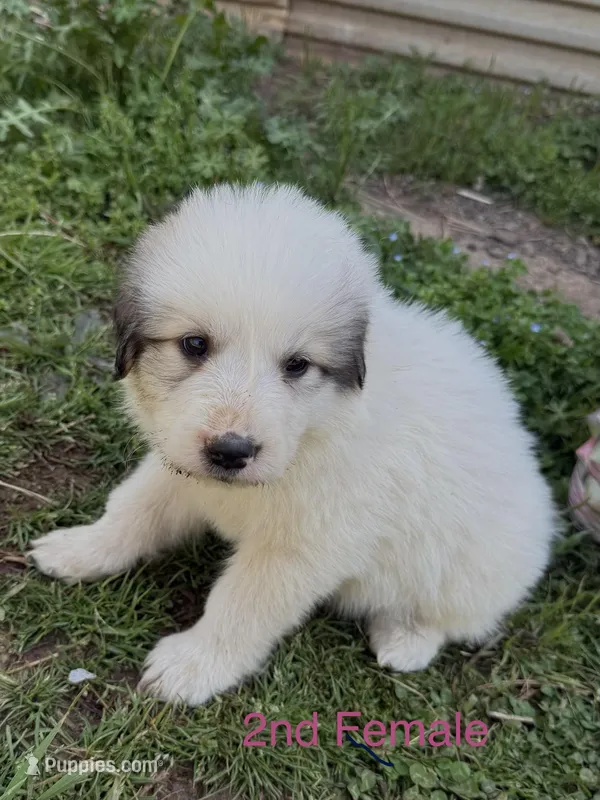 JULIE – Great Pyrenees puppy for sale in Canton, GA