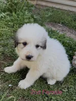 JULIE, a female Great Pyrenees for sale in Canton, GA – Photo 1 of 5
