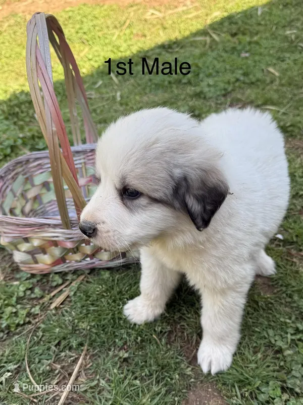 JOEY – Great Pyrenees puppy for sale in Canton, GA