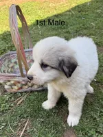JOEY, a male Great Pyrenees for sale in Canton, GA – Photo 1 of 4