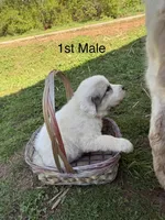 JOEY, a male Great Pyrenees for sale in Canton, GA – Photo 2 of 4