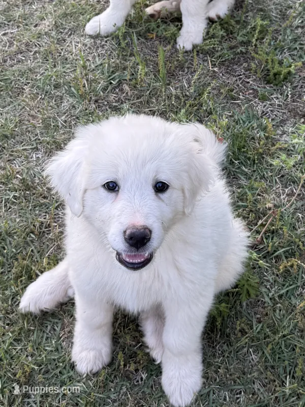 HONEY – Great Pyrenees puppy for sale in Canton, GA