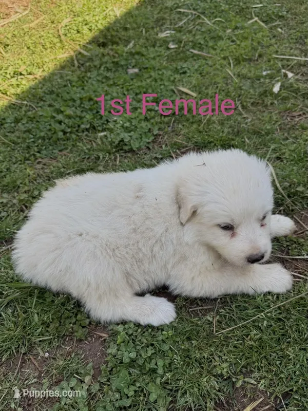 HONEY – Great Pyrenees puppy for sale in Canton, GA