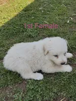 HONEY, a female Great Pyrenees for sale in Canton, GA – Photo 1 of 4