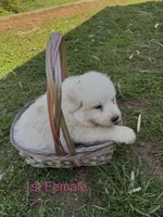 HONEY, a female Great Pyrenees for sale in Canton, GA – Photo 2 of 4