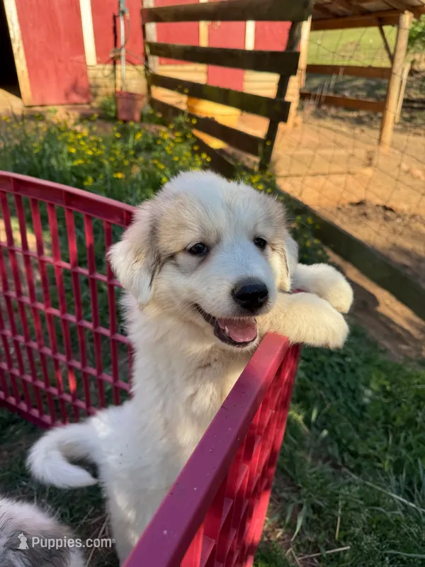 JILL – Great Pyrenees puppy for sale in Canton, GA