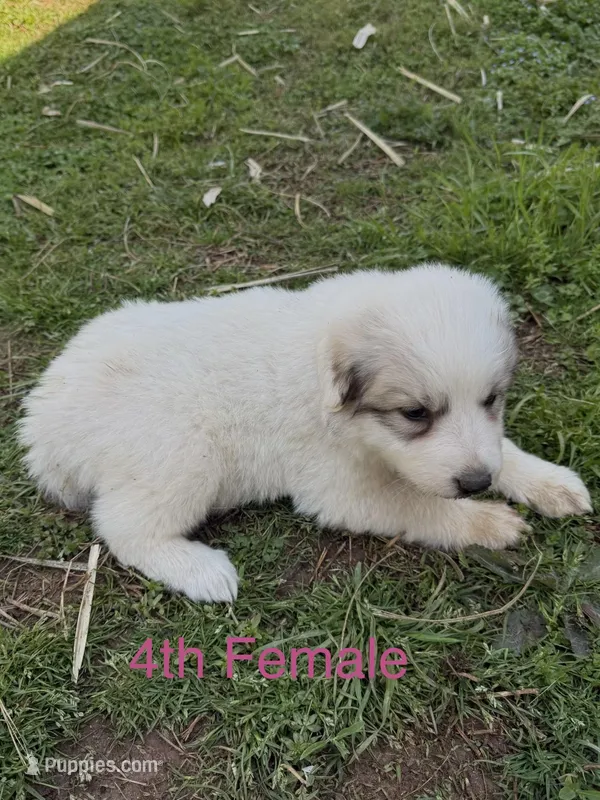 JILL – Great Pyrenees puppy for sale in Canton, GA