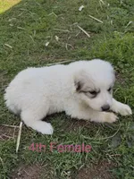 JILL, a female Great Pyrenees for sale in Canton, GA – Photo 1 of 4