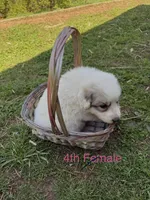 JILL, a female Great Pyrenees for sale in Canton, GA – Photo 2 of 4