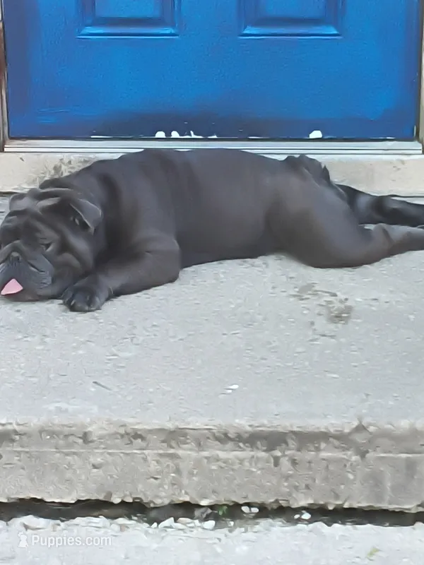 Smokie robles – American Bulldog puppy for sale in New Castle, DE