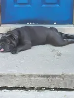 Smokie robles, a male American Bulldog for sale in New Castle, DE – 1 of 5