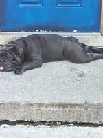 Smokie robles, a male American Bulldog for sale in New Castle, DE – 3 of 5
