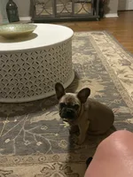 Lil Bit, a female French Bulldog for sale in Mobile, AL – Photo 10 of 10