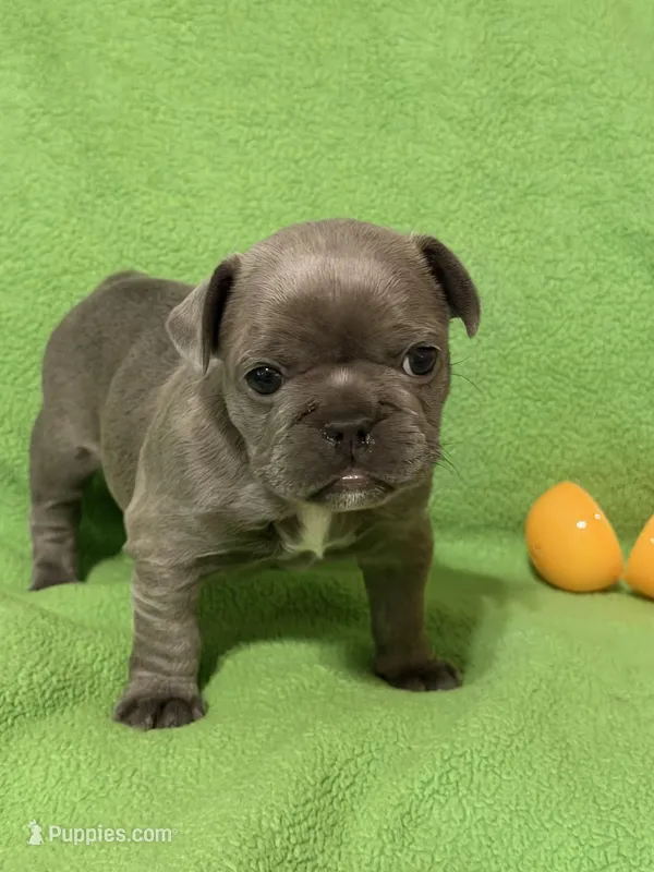 Lil Bit – French Bulldog puppy for sale in Mobile, AL