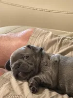 Lil Bit, a female French Bulldog for sale in Mobile, AL – Photo 6 of 10